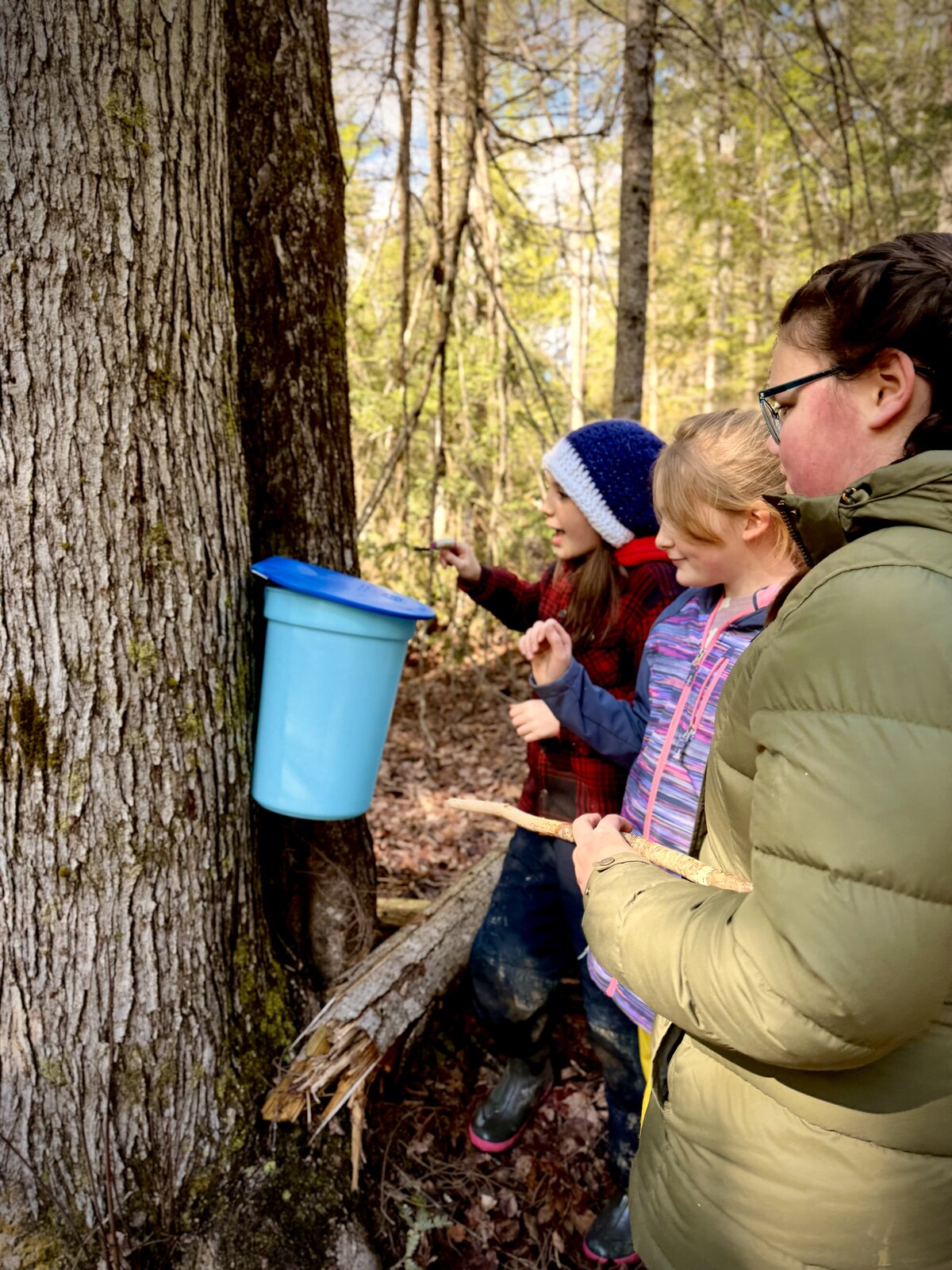 Tapping the maple trees
